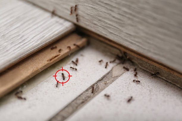 Best Bed Bug Extermination  in Lake Waynoka, OH