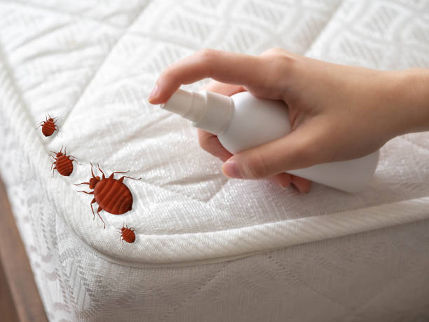 Insect Control in Lake Waynoka, OH
